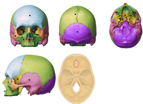 Anatomy And Physiology Midterm Skull Test Diagram Quizlet