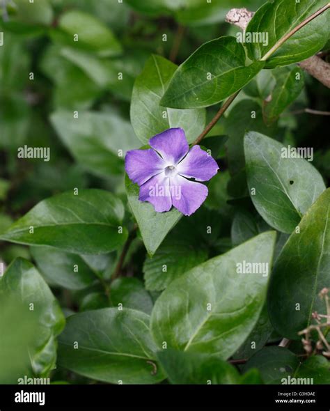 Vinca Minor Lesser Periwinkle Stock Photo Alamy