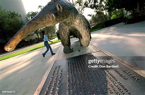 24 Uci Anteater Stock Photos, High-Res Pictures, and Images - Getty Images