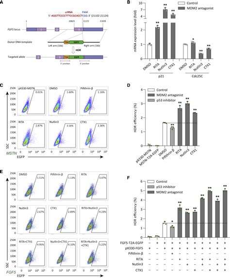 U6 Sgrna Co Expression Vector Backbones Px330 Addgene Inc Bioz