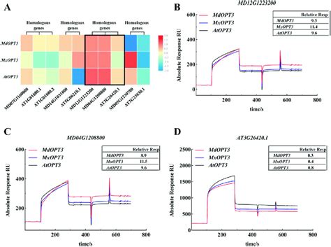 Spr Analysis Of The Binding Of Candidate Rbps To Mdopt Mxopt And