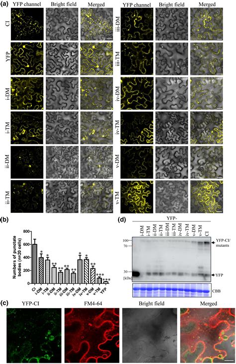 Acidic Dileucine Motifs In The Cylindrical Inclusion Protein Of Turnip