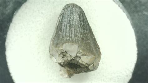 cretaceous mahajangasuchus crocodilyform tooth 21a for sale