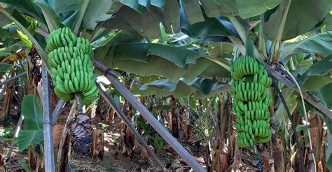 Madeira Private Banana Farm Tour With Pickup GetYourGuide