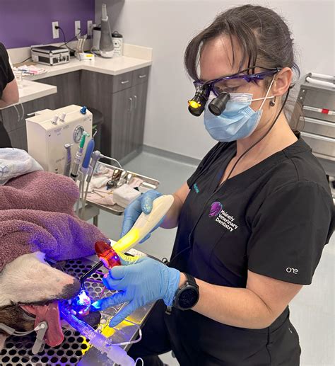 Tooth Restorations - Mainely Veterinary Dentistry