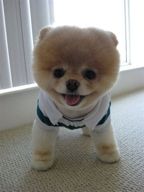 Собака Boo The Cutest Dog Cute Dogs Cutest Dog Ever