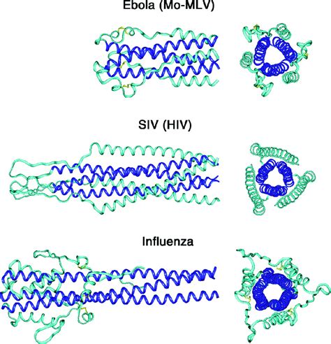 Core Structure Of The Envelope Glycoprotein GP2 From Ebola Virus At 1 9