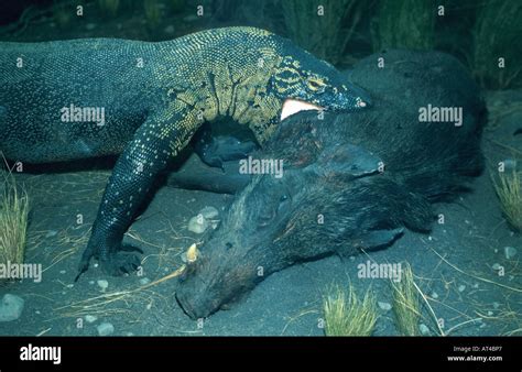 Komodo dragon eating hi-res stock photography and images - Alamy