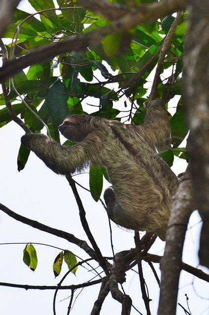 Sloth In Manuel Antonio Costa Rica Costa Rica Manuel Antonio Costa