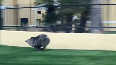 Javelina Running Video MEME GENERATOR TEMPLATE SoupMemes