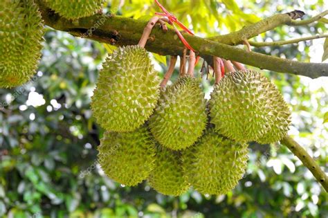 Durian Trees — Stock Photo © Norgallery 25963495