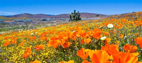 Antelope Valley Poppy Reserve