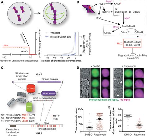 Figure 1 From Ectopic Activation Of The Spindle Assembly Checkpoint