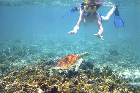 Maui Turtle Reef Kayak Tour With Snorkeling 2019