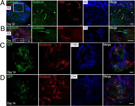 Single Lgr Or Lgr Expressing Taste Stem Progenitor Cells Generate