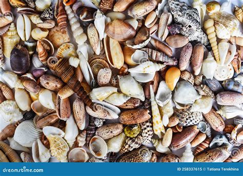 Many Tropical Seashells As A Background Stock Image Image Of Coral