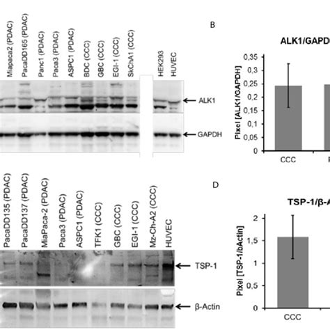 Western Blot Of Protein Lysates From Diverse CCC And PDAC Cell Lines