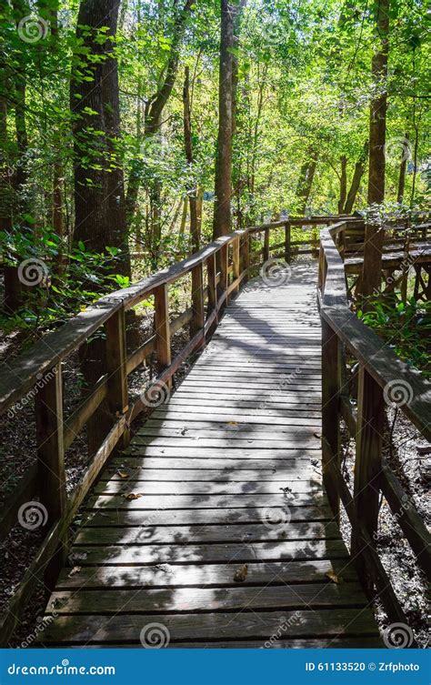 Congaree National Park stock photo. Image of congaree - 61133520