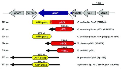 A Genomic Map Of P Multocida At The Pm1048 Gshf Gene Locus And Download Scientific Diagram