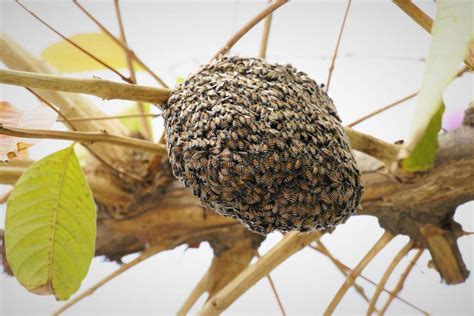 Bee Facts Types Diet Reproduction Classification Pictures