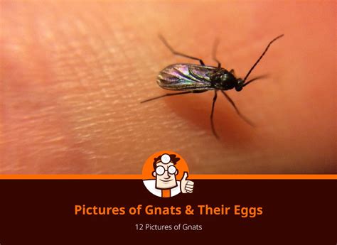 Removing Gnats | Identifying Gnats | Doctor Pest