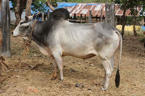 Nagori Cattle Oklahoma State University