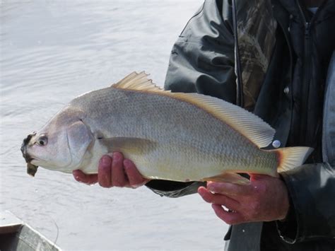 Malachigan Poissons D Eau Douce Du Qu Bec Inaturalist