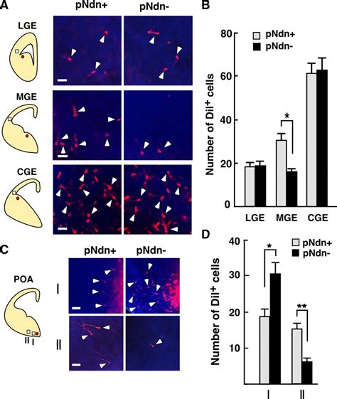 Necdin Promotes Tangential Migration Of Neocortical Interneurons From