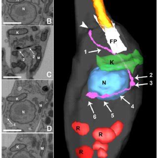 (PDF) The three-dimensional structure of the cytostome-cytopharynx complex of Trypanosoma cruzi ...