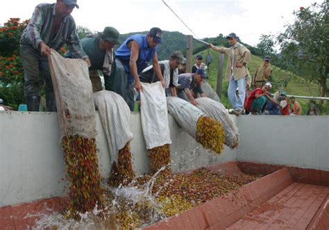 Millones De Sacos La Producci N De Caf