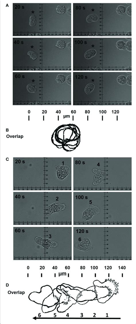 Influence Of The Mpgls On E Histolytica Migration Time Lapse Images Download Scientific