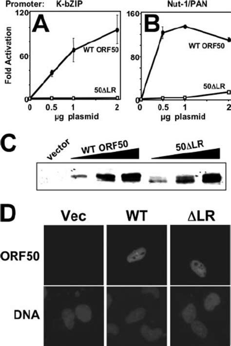 The LR Is Required For KSHV Rta To Activate Transcription Human