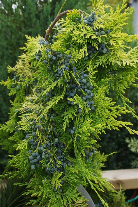 Chamaecyparis lawsoniana 'Yvonne' | Karl Gercens | Flickr