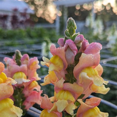 Snapdragon “Rocket Bronze” — Three Acre Farm
