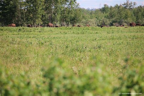 Discovering Wildlife At Elk Island National Park In Alberta World