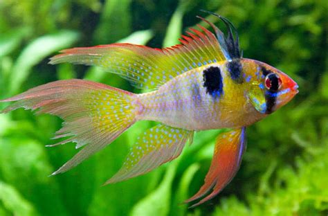 Long fin Ramirezi cichlid | ANIMALS | Pinterest