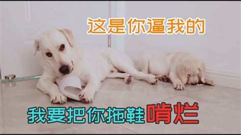 狗狗叫主人起床，发飙的小狗一巴掌拍过来，秒怂的小表情超萌！ Youtube