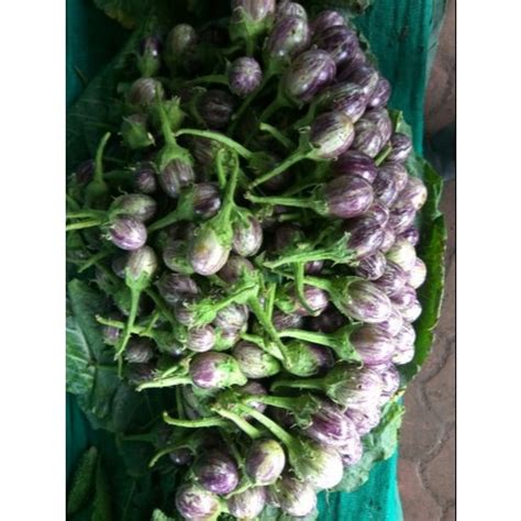 A Grade Fresh Small Brinjal Gunny Bag Kg At Rs Kg In Nashik