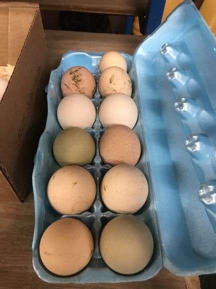 Fertile Easter Egger X Brahma X Naked Neck Eggs Rogers Community