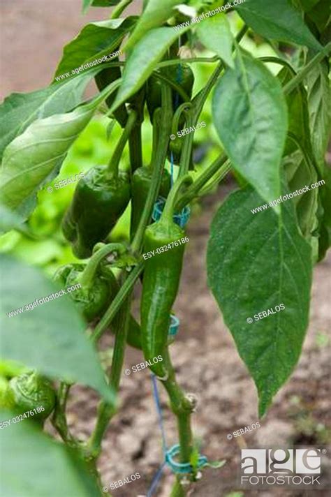 Green Peppers Growing In Greenhouse Stock Photo Picture And Low