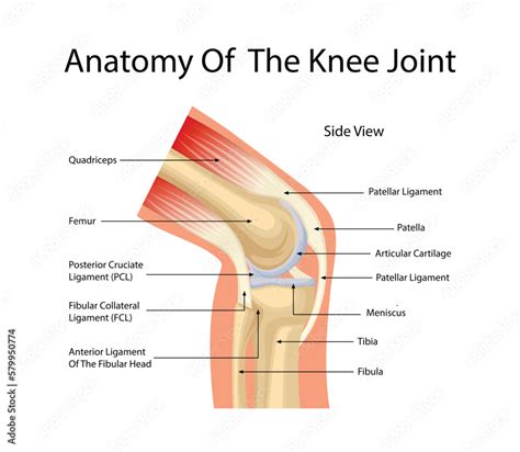 Anatomy of the knee joint diagram Stock Vector | Adobe Stock