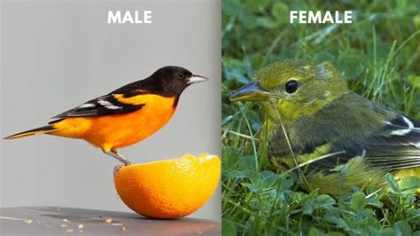 Male Vs Female Oriole Difference: The Only Guide You Need