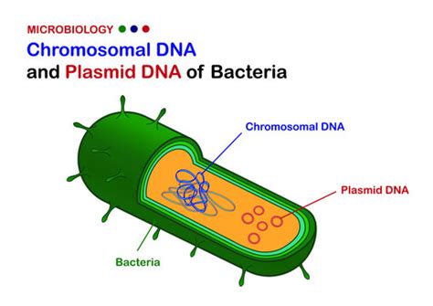 Bacterial Plasmid Structure