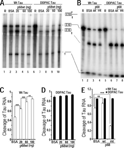 Oligonucleotide Directed Rnase H Cleavage Assay Shows That P Changes