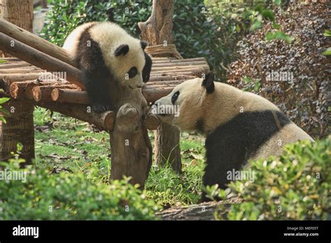 Madre panda y el cachorro en la base de investigación Chengdu de cría