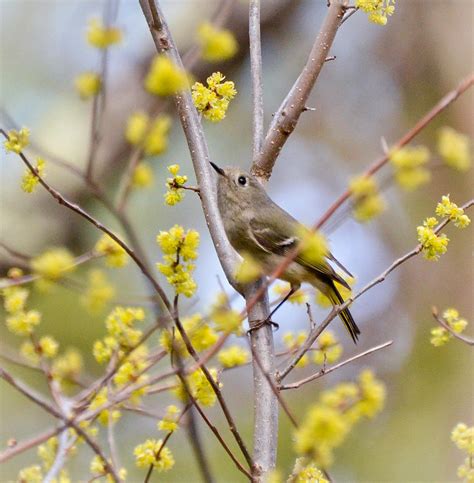 Ruby Crowned Kinglet Photograph By Kerri Farley Fine Art America