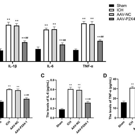 The Expression And Secretion Of Pro Inflammatory Cytokines After Ich