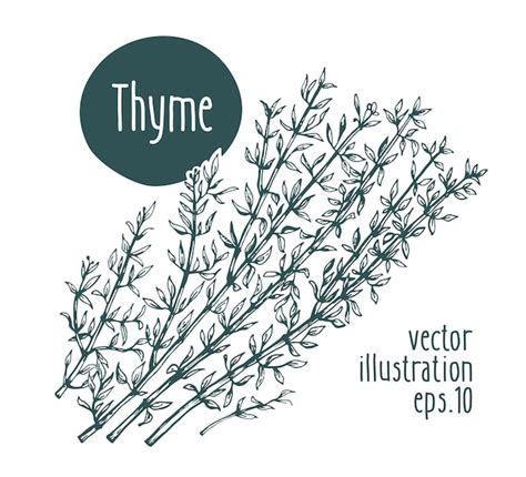 Premium Vector Thyme Branch Vector Hand Drawn Illustration