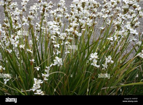 white flowers of Libertia chilensis (syn. Libertia grandiflora Stock ...