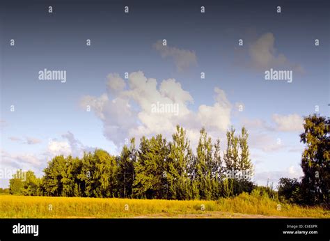 Summer Evening Landscape With Trees And Clouds Stock Photo Alamy